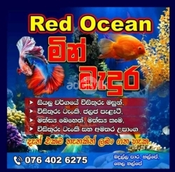 Red ocean fish aquarium 