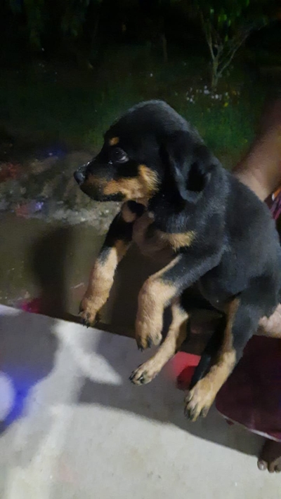 Rottweiler puppy for sale