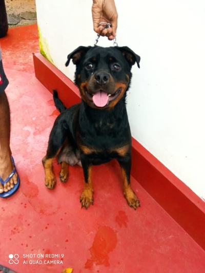 Rottweiler Puppies For Sale