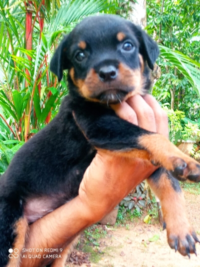 Rottweiler Puppies For Sale