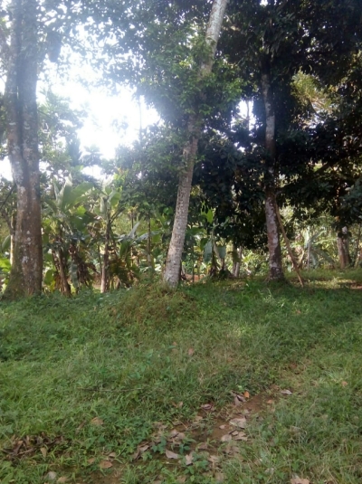 Land for sale